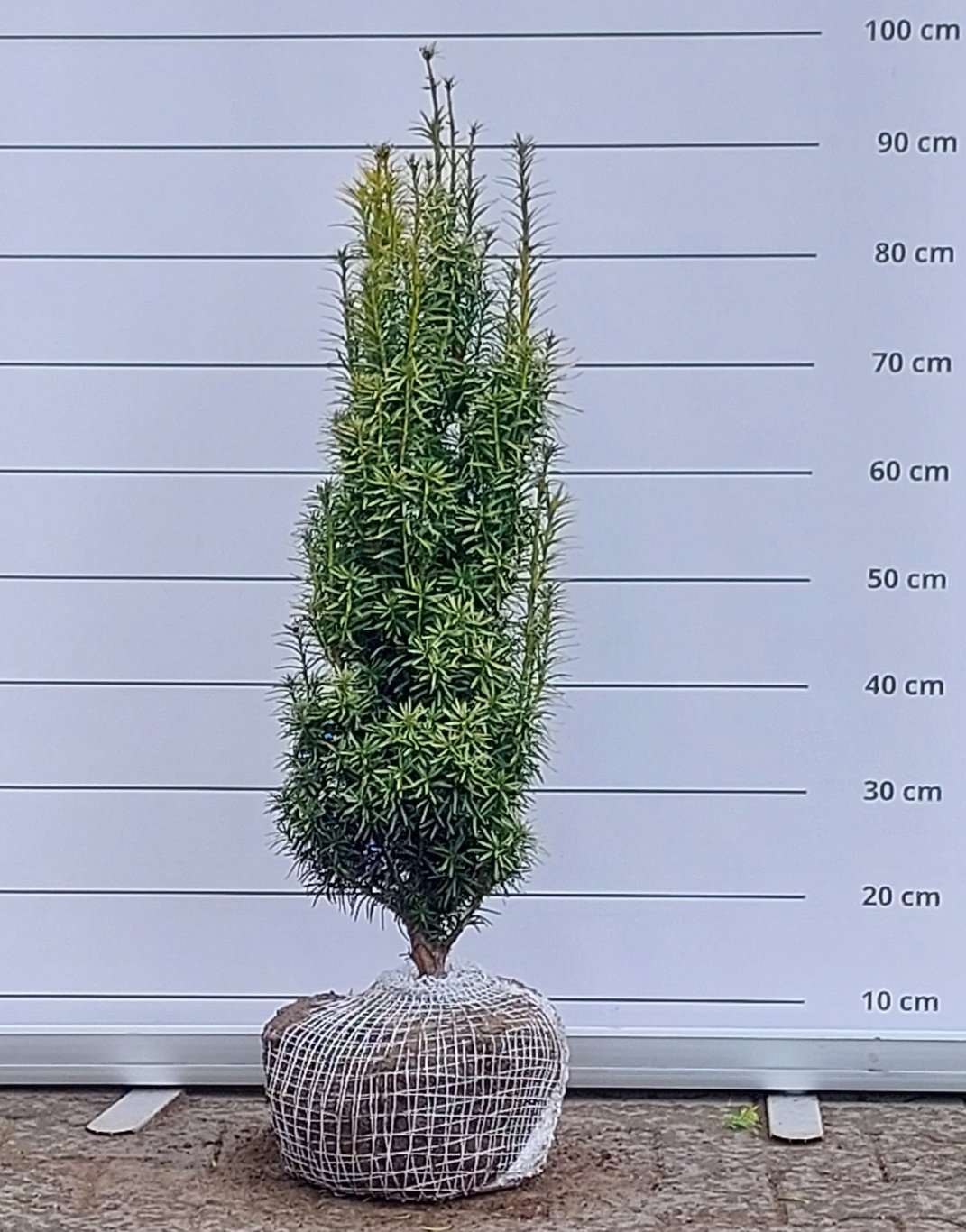 Taxus media 'Stefania'® - 70-80 CM RB
